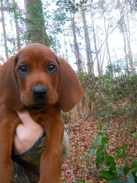 Red The Cutest Redbone Coonhound Puppy Around How Could You Not Love