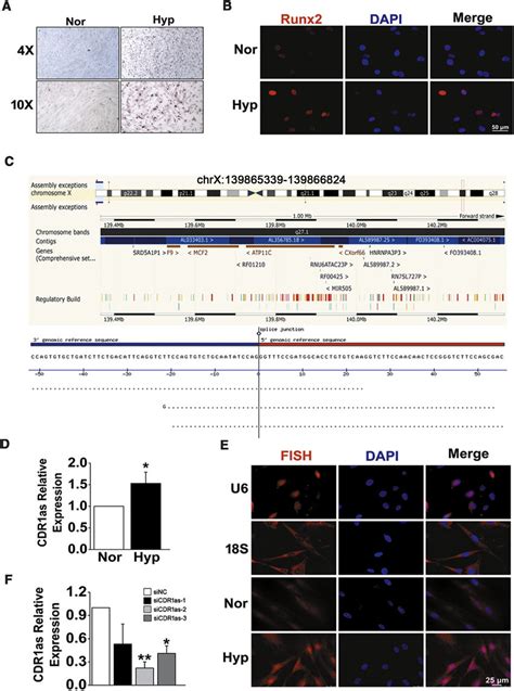 Osteogenic Differentiation And Expression Patterns Of CDR1as In HPASMCs