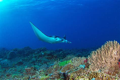 aes american elasmobranch society