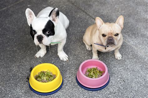 Puppy Nutrition: What to Feed Your Puppy & Nutritional Recommendations