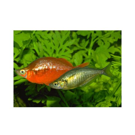 New Guinea Red Rainbow Fish Hollywood Fish Farm Online