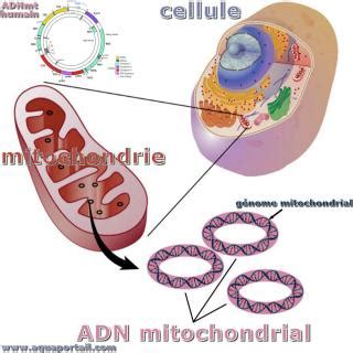 Adn Mitochondrial D Finition Et Explications