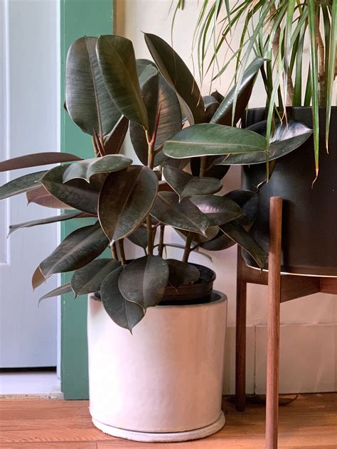 Ficus Elastica Burgundy Tend Greenpoint