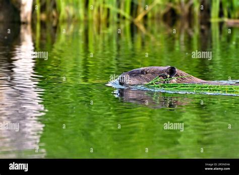 An Adult Canadian Beaver Castor Canadensis Swimming With A Mouthful