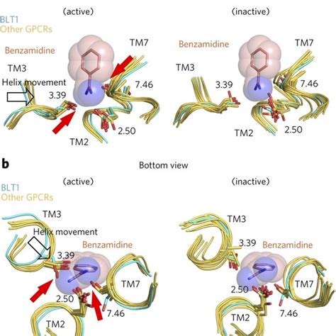 Structure Of The Benzamidine Moiety Binding Site Of Blt And Comparison