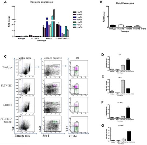 Knock In Of A Flt Itd Mutation Cooperates With A Nup Hoxd Fusion