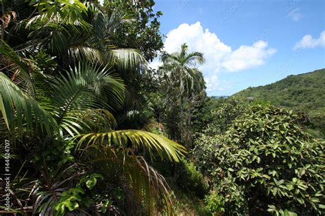 Vall E De Mai Nature Reserve Praslin Island Seychelles Indian Ocean