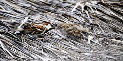 Sparrows Free Stock Photo - Public Domain Pictures