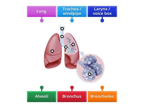 Label diagram of the breathing system - Diagrama con etiquetas