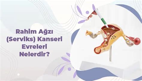 Ekol Kad N Do Um Rahim A Z Serviks Kanseri Evreleri Nelerdir