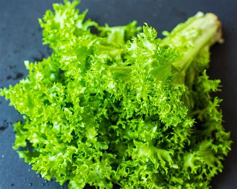 How to grow Endive: A Complete Guide and Growing Tips | Yates Australia