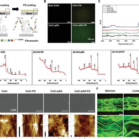 Surface Characterization Of Ecmcoated Surfaces Prepared Via Fibroblast