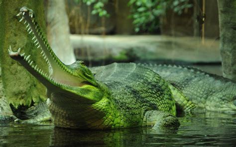 an alligator is sitting in the water with its mouth open