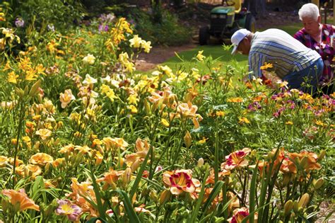 Kennesaw Mountain Daylily Gardens (Waldrops')