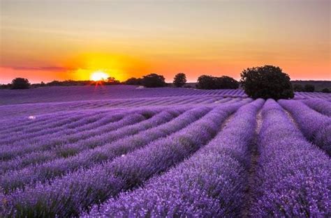 Visita Guiada A Los Campos De Lavanda De Brihuega