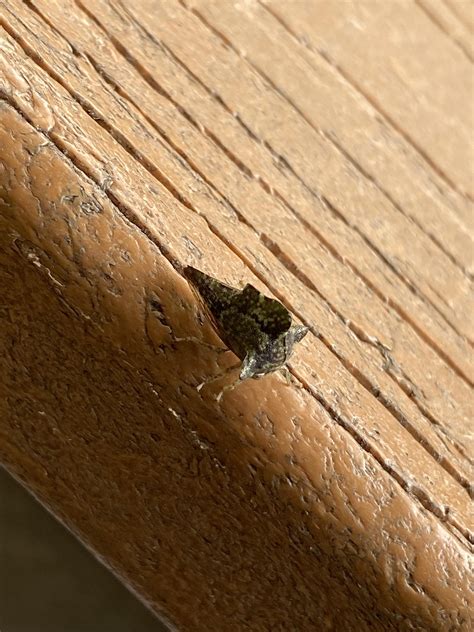 Weirdest bug I’ve ever found : r/whatsthisbug