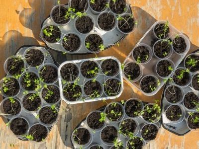 Growing Brussel Sprouts in Containers - YardOwner