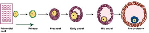 Follicle Development Stages