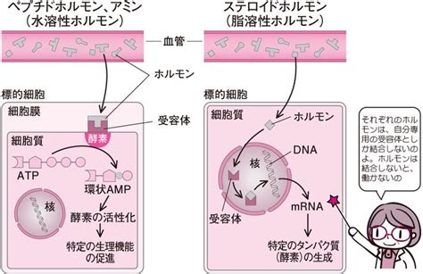 標的細胞を刺激するホルモン｜調節する（3） 看護roo カンゴルー Dna