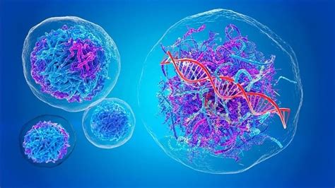 Cercet Torii Au Identificat Componenta Epigenetic A Sensibilit Ii La