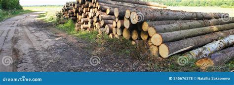 Pile Of Felled Tree Trunks Along A Rural Field Road Stock Photo Image