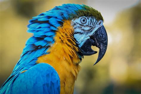 Are Macaws Parrots? (Yep, One of the Most Awesome Species)