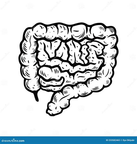 Intestines Medicine Vector Illustration Human Anatomy Hand Drawn