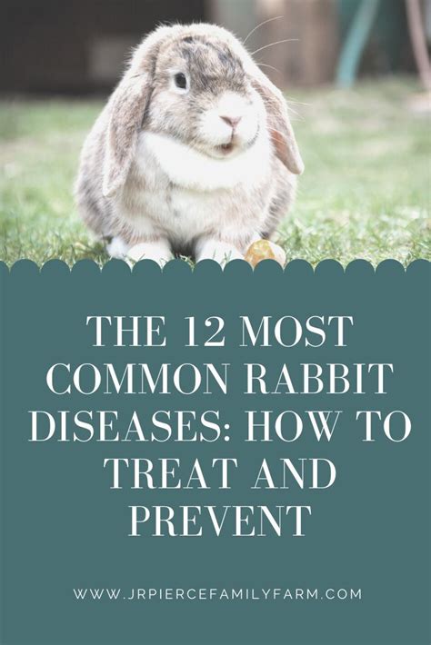 The Most Common Rabbit Diseases How To Treat And Prevent Raising