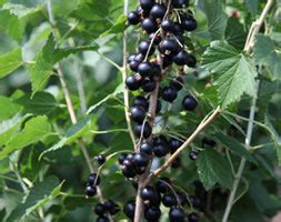 Ribes Nigrum Blackcurrant In GardenTags Plant Encyclopedia