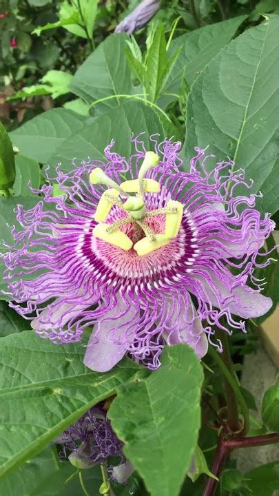 Passion Flower Tea Benefits And Side Effects Best Flower Site