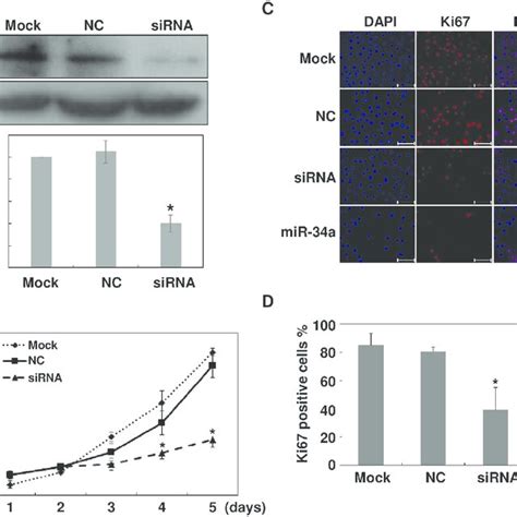 Knockdown Of Lgr4 Inhibits Arpe 19 Cell Proliferation Either A Mir 34a Download Scientific