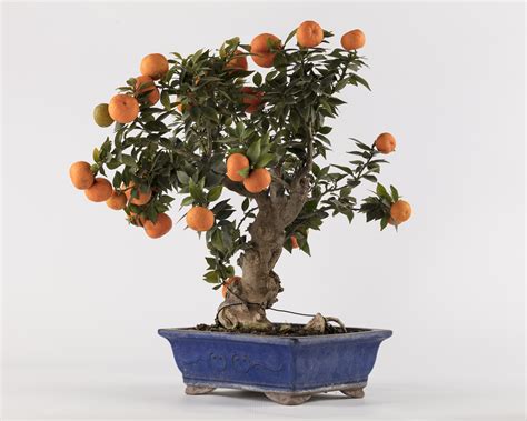 Como Cuidar De Bonsai 9