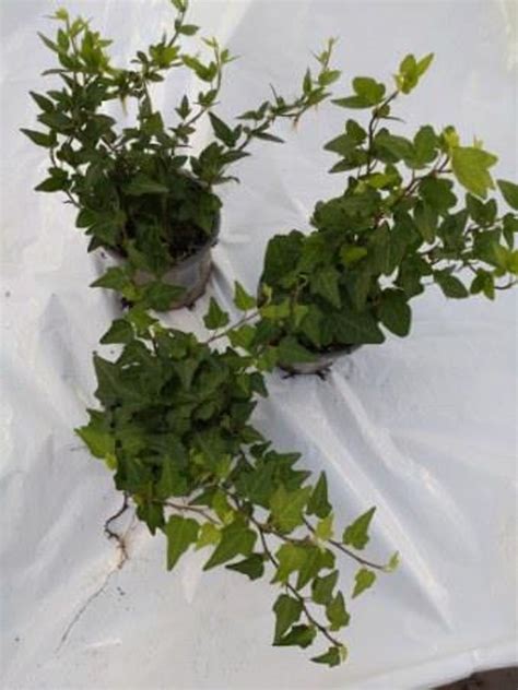 Hedera Helix Plant Wholesale Floraccess