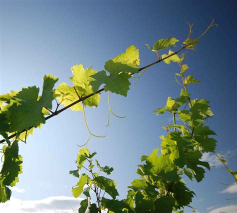 Weingarten Heuriger Weingut Stefan Und Theres Oberschil Hagenbrunn