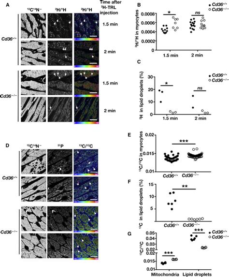 Nanosims Analysis Of Intravascular Lipolysis And Lipid Movement Across