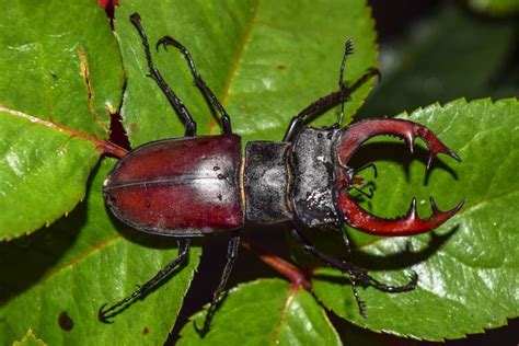 10 of the World's Largest Beetles - SunnyScope