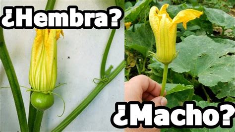 Flor Hembra O Macho De Calabaza Como Identificarla Youtube