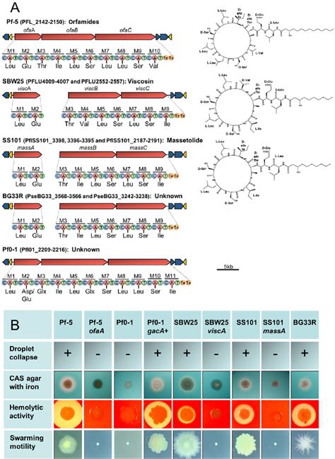 Biosynthetic Gene Clusters Predicted Structures And Phenotypes