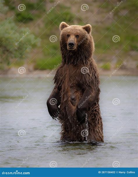 Brown Bear Fishing for Salmon in Alaksa Stock Photo - Image of seal ...