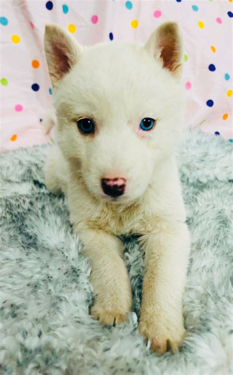 MINI Siberian husky puppy female white READY | Dogs & Puppies for Rehoming | Strathcona County ...