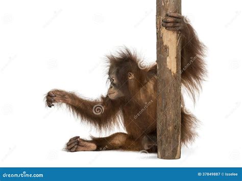 Side View Of A Young Bornean Orangutan Sitting Holding To A Tree Trunk