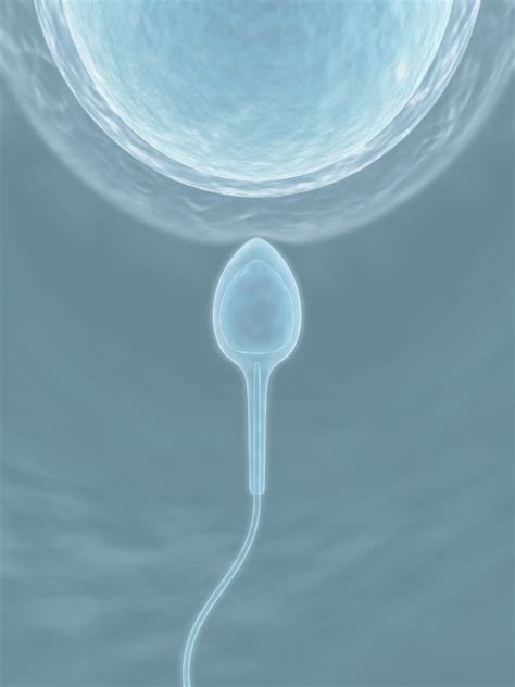 Biological Relatives Ivf Stem Cells And The Future 15
