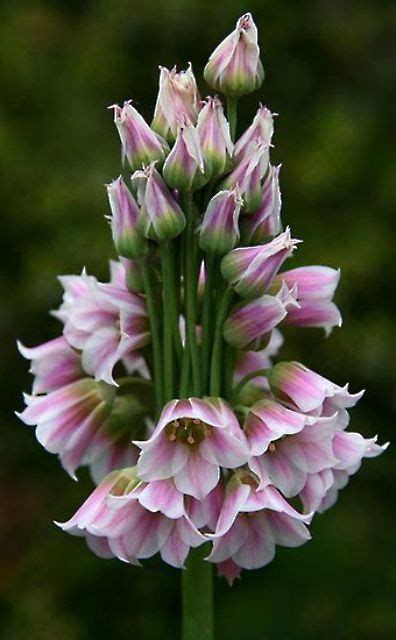 Sicilian Honey Lily Nectaroscordum Siculum You Latin Name Fans Might