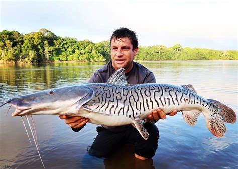 visit guyana surubi catfish  fish   trip