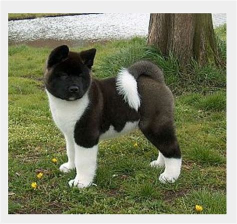 19 Excited Black And White Akita Inu Picture - Bleumoonproductions