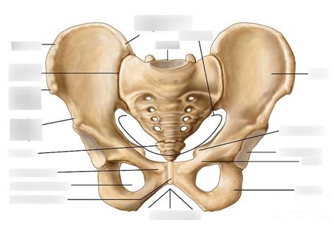 Pelvic Anatomy Diagram Quizlet