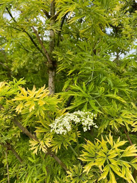 Gelber Holunder Sambucus Nigra Golden Tower Strauch S Ulenf Rmiger