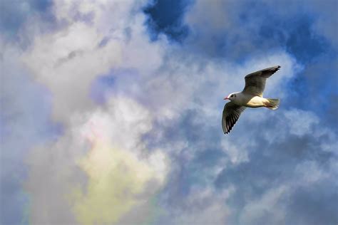 Free Images Bird Wing Cloud Sky Seabird Flying Seagull Gull