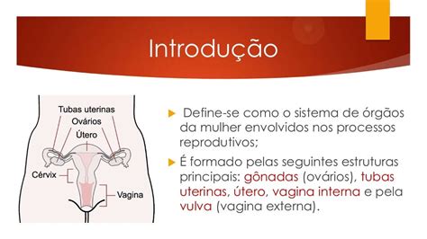 Sistema Reprodutor Feminino