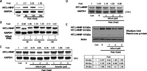 Effects Of Msea On Mt1 Mmp Expression A After Treatment With 5 Nm